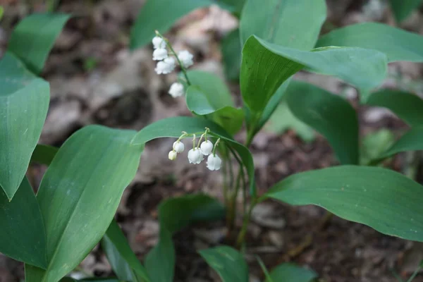 Lilie Doliny Maju Lesie Lily Doliny Convallaria Majalis Lilia Valley — Zdjęcie stockowe