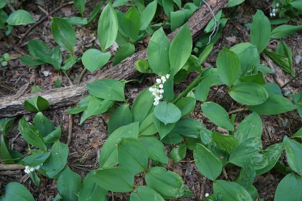 5月の森の中の谷のユリ バレー Lily Valley Convallaria Majalis バレー 春に穂状花序に甘い芳香のある釣鐘型の白い花を咲かせる森林植物です ドイツ ベルリン — ストック写真