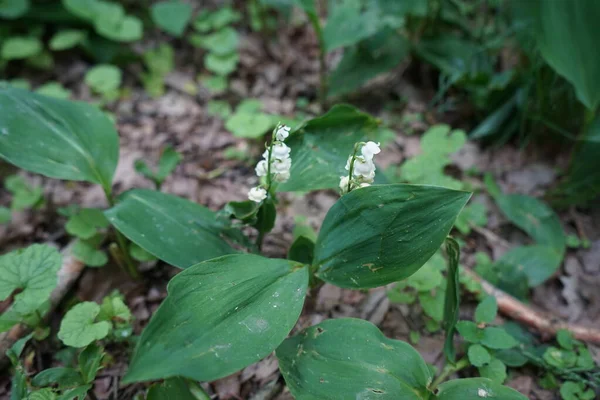 5月の森の中の谷のユリ バレー Lily Valley Convallaria Majalis バレー 春に穂状花序に甘い芳香のある釣鐘型の白い花を咲かせる森林植物です ドイツ ベルリン — ストック写真