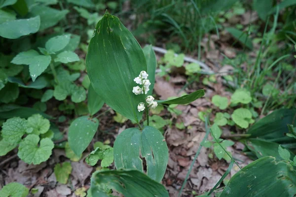 5月の森の中の谷のユリ バレー Lily Valley Convallaria Majalis バレー 春に穂状花序に甘い芳香のある釣鐘型の白い花を咲かせる森林植物です ドイツ ベルリン — ストック写真