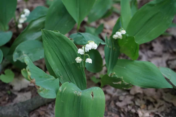 Lilie Doliny Maju Lesie Lily Doliny Convallaria Majalis Lilia Valley — Zdjęcie stockowe