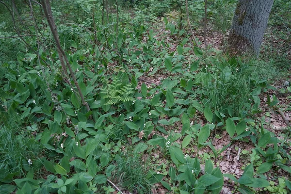 Lys Vallée Mai Dans Forêt Lys Vallée Convallaria Majalis Lis — Photo