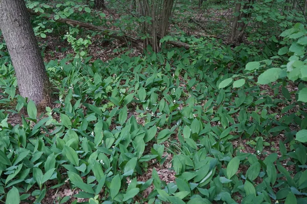 5月の森の中の谷のユリ バレー Lily Valley Convallaria Majalis バレー 春に穂状花序に甘い芳香のある釣鐘型の白い花を咲かせる森林植物です ドイツ ベルリン — ストック写真