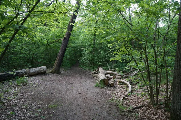 Prachtig Berlijns Bos Het Voorjaar Berlijn Duitsland — Stockfoto