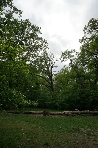 Beautiful Berlin Forest Spring Berlin Germany — Stock Photo, Image