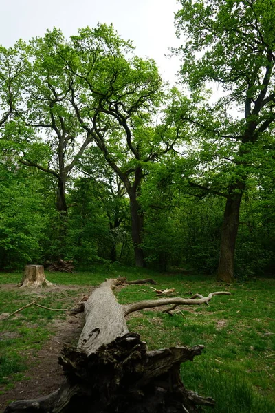 Beautiful Berlin Forest Spring Berlin Germany — Stock Photo, Image