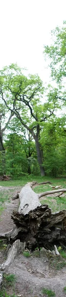 Foto Panorama Hermoso Bosque Berlín Primavera Berlín Alemania —  Fotos de Stock