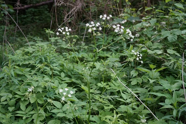 Anthriscus Sylvestris Pietruszka Krowa Chervil Dziki Pietruszka Dziobowa Lub Keck — Zdjęcie stockowe