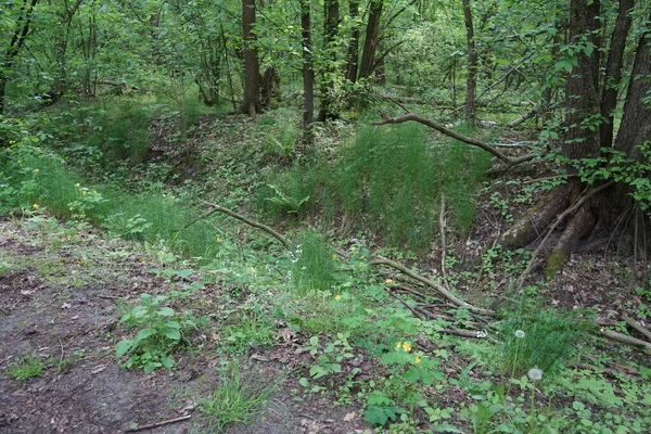 Droog Bed Van Wuhle Zijrivier Eichwaldgraben Berlijn Duitsland — Stockfoto