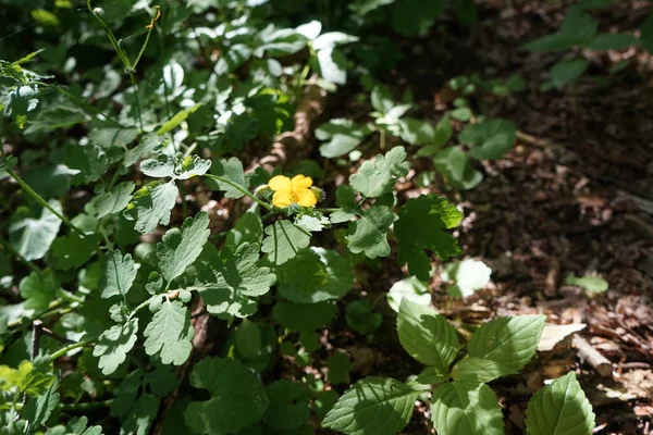 Virágzó Celandine Májusban Chelidonium Közismert Nevén Celandine Egy Kis Nemzetség — Stock Fotó