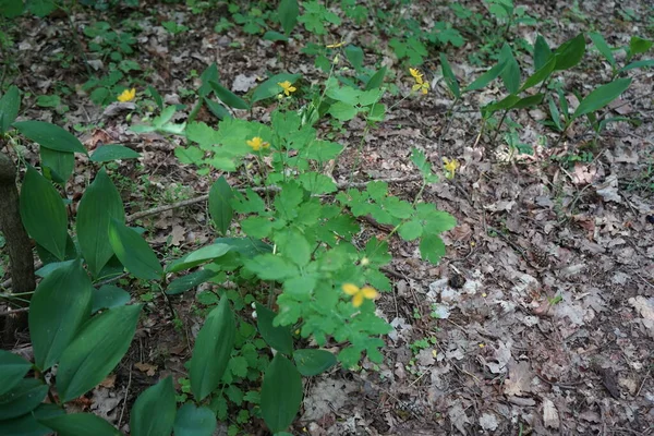 Kwitnąca Celandina Maju Chelidonium Powszechnie Znany Jako Selendyny Jest Małym — Zdjęcie stockowe