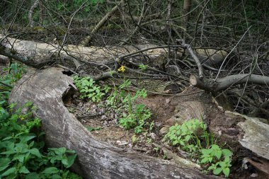 Mayısta Celandine açacağım. Chelidonium, gelincik familyasından çiçekli küçük bir bitki cinsidir. Berlin, Almanya 