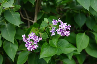 Bahçe için en önemli nokta, değerli leylak sansasyonu. Leylak, Oleaceae, Oleaceae familyasından çiçekli bir bitki türüdür. Berlin, Almanya  