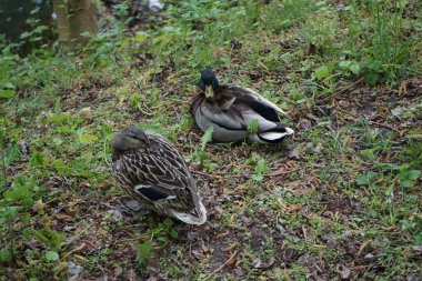 Baharda erkek ve dişi yaban ördekleri Wuhle nehrinin kıyısında otururlar. Berlin, Almanya 