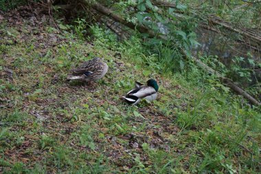 Baharda erkek ve dişi yaban ördekleri Wuhle nehrinin kıyısında otururlar. Berlin, Almanya 
