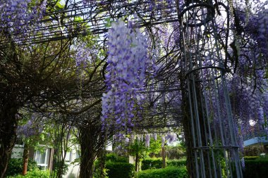 Mayıs 'ta çiçek açan salkım. Wisteria, baklagiller (Fabaceae) familyasından bir bitki cinsidir. Berlin, Almanya 