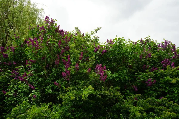 Burgunder Fliederbusch Mai Syringa Vulgaris Der Flieder Oder Flieder Ist — Stockfoto