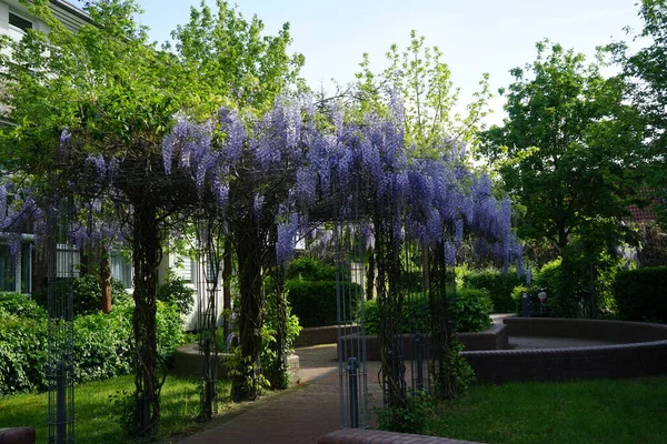 Blooming Wisteria May Wisteria Genus Flowering Plants Legume Family Fabaceae — Stock Photo, Image