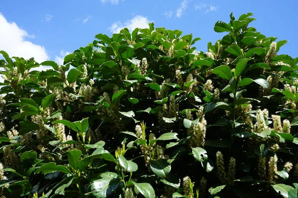 Prunus laurocerasus, ayrıca kiraz defne, defne ve bazen de İngiliz defne kuşu olarak da bilinir. Berlin, Almanya 