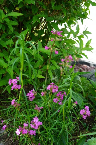 Kahori Kerti Szegfű Dianthus Caryophyllus Rózsaszín Tál Alakú Virágokat Termel — Stock Fotó