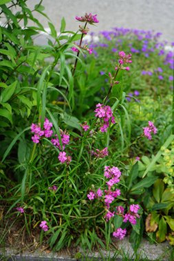 Bahçe karanfili 'Kahori', Dianthus caryophyllus, pembe, kase şeklinde çiçekler üretir. Berlin, Almanya