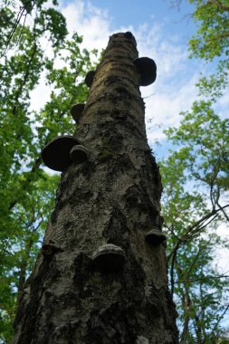 Huş ağacında mantar. Inonotus obliquus, Hymenochaetaceae familyasından bir mantar türü. Berlin, Almanya 