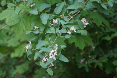 Symphoricarpos, Caprifoliaceae familyasından bir yaprak döken çalılıktır. Berlin, Almanya