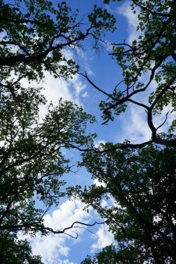 İlkbaharda ormandan gökyüzüne bak. Berlin, Almanya 