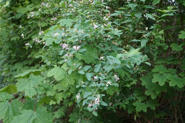 Symphoricarpos Powszechnie Znany Jako Jeżyna Wosk Lub Ghostberry Jest Krzewem — Zdjęcie stockowe