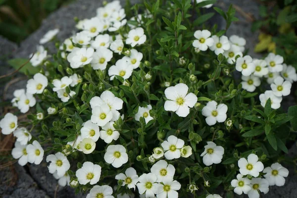 White Potentilla Abbotswood Garten Potentilla Ist Eine Krautige Blütenpflanze Aus — Stockfoto