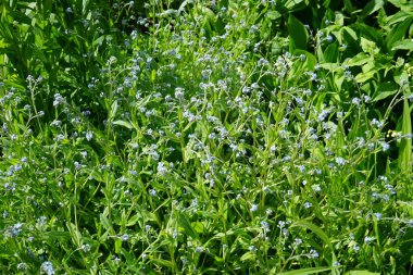 Mayısta mavi beni unutma. Myosotis ya da Myosotis, Boraginaceae familyasından bir bitki cinsidir. Berlin, Almanya 