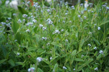 Mayısta mavi beni unutma. Myosotis ya da Myosotis, Boraginaceae familyasından bir bitki cinsidir. Berlin, Almanya 