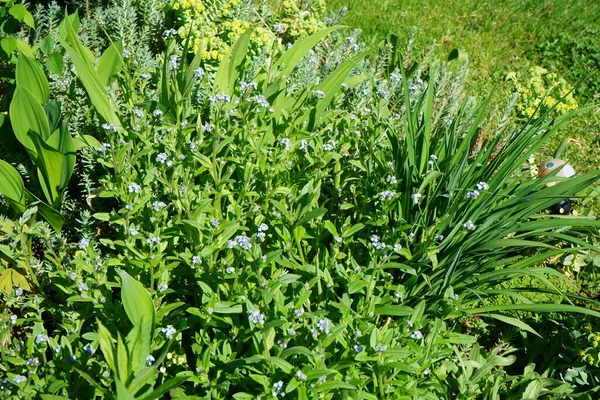 Azuis Esquecem Maio Myosotis Género Botânico Pertencente Família Boraginaceae Berlim — Fotografia de Stock