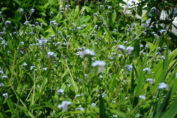 Niebieskie Nie Zapomnij Mnie Maju Myosotis Myosotis Rodzaj Roślin Rodziny — Zdjęcie stockowe