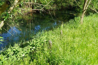 Mayıs ayında karahindiba çiçeği tohumu. Taraxacum, Asteraceae familyasından yaygın olarak karahindiba olarak bilinen bir bitki cinsidir. Berlin, Almanya