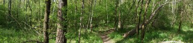Fotoğraf panoraması. Mayısta güzel bir orman manzarası. Berlin, Almanya 
