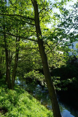 Wuhle Nehri ve çevresi Mayıs 'ta muhteşem bir bitki örtüsüyle çevrili. Berlin, Almanya 