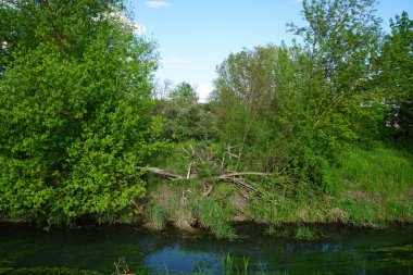 Wuhle Nehri ve çevresi Mayıs 'ta muhteşem bir bitki örtüsüyle çevrili. Berlin, Almanya 