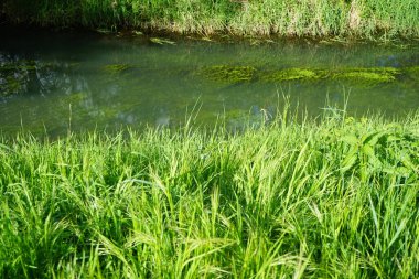 Wuhle Nehri ve çevresi Mayıs 'ta muhteşem bir bitki örtüsüyle çevrili. Berlin, Almanya 