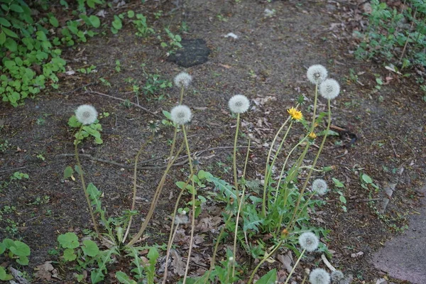 Paardebloem Zaadje Mei Taraxacum Een Geslacht Uit Grassenfamilie Asteraceae Berlijn — Stockfoto