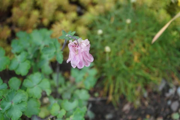 Двухцветковый Aquilegia Гибридно Розовый Мае Саду Берлин Германия — стоковое фото