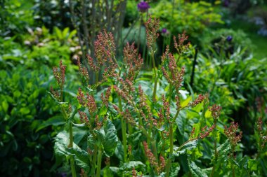 Mayısta bahçede kuş gülü açıyor. Rıhtım, atkuyruğu (