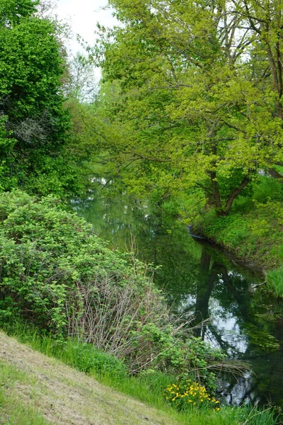 Rzeka Wuhle Okolice Wspaniałą Roślinnością Maju Berlin Niemcy — Zdjęcie stockowe
