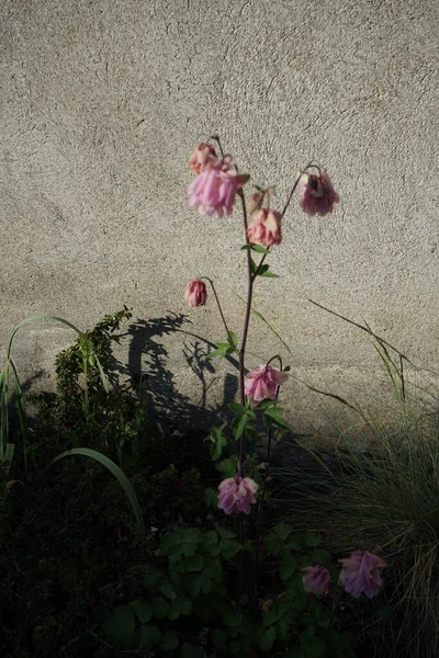 Подвійна Квітка Aquilegia Гібрид Рожевий Травні Саду Берлін Німеччина — стокове фото
