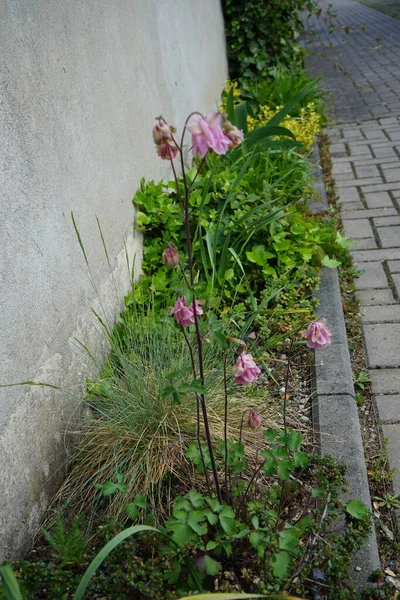 Doble Flor Aquilegia Híbrido Rosa Mayo Jardín Berlín Alemania — Foto de Stock