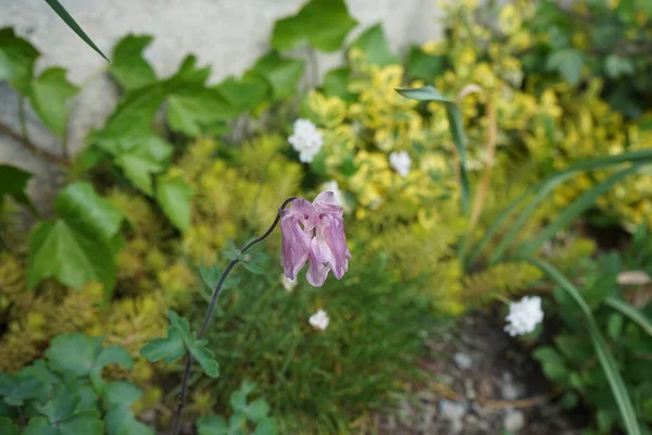 Подвійна Квітка Aquilegia Гібрид Рожевий Травні Саду Берлін Німеччина — стокове фото