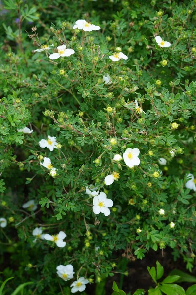 Beyaz Potentilla Abbotswood Mayıs Ayında Bahçede Potentilla Rosaceae Familyasından Bir — Stok fotoğraf