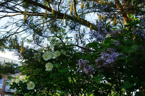Los Arbustos Rosa Mosqueta Blanca Lila Púrpura Florecen Mayo Berlín — Foto de Stock