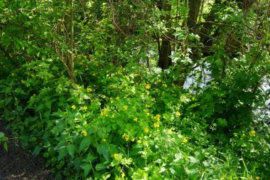 Mayısta Celandine açacağım. Chelidonium, gelincik familyasından çiçekli küçük bir bitki cinsidir. Berlin, Almanya 