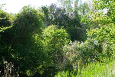 Mayıs 'ta mor leylak çalısı. Leylak, Oleaceae, Oleaceae familyasından çiçekli bir bitki türü. Berlin, Almanya 